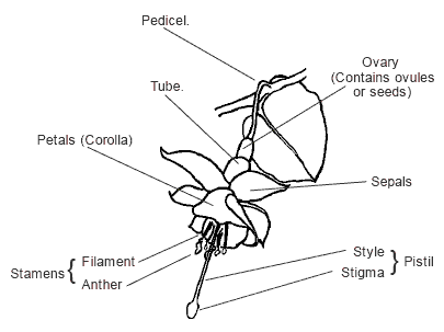 parts of flower diagram. Diagram Showing Parts Of A